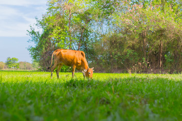 Wall Mural - Cows grazing on farm with green field in good weather day