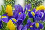 Bouquet of violet iris flowers and yellow tulips
