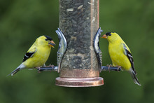 Two Males American Goldfinch 