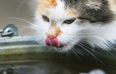 Wall Mural - beautiful pet cat drinks water from the bucket and licks his nose