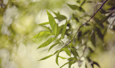 green background with bokeh with branches of willow.