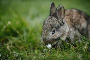 Image of  grey rabbits in green grass outdoor