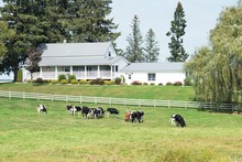 Cows By Farmhouse