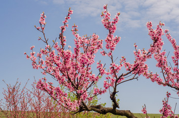 blooming peach trees