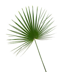 Poster - Palm leaf on white background