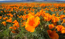 Field Of California Poppies