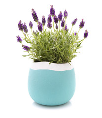 Lavender Stoechas plant in a blue and white flower pot on white background