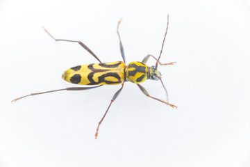 Wall Mural - Yellow and Balck dotted Bamboo longhorn longicorn beetle borer (Arthropoda: Insecta: Coleoptera: Cerambycidae: Chlorophorus annularis) crawling on a white surface isolated with white background