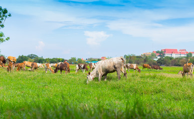 Wall Mural - Cows grazing on farm with green field in good weather day