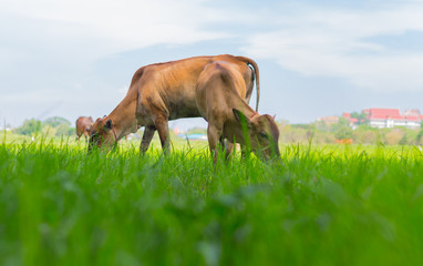 Wall Mural - Cows grazing on farm with green field in good weather day