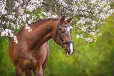 Fototapeta Konie - A beautiful red horse with a braided mane and in a bridle stands opposite a blossoming apricot tree