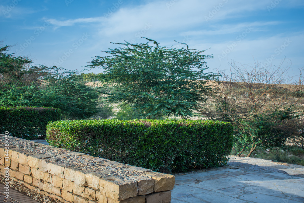 green trees with sky background, Hanifa valley in Riyadh Stock Photo ...