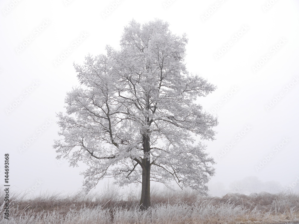 samotne oszronione drzewo w mrożny zimowy poranek - obrazy, fototapety, plakaty 