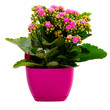 Pink kalanchoe flower in a pot, house plants isolated on white, Flower gift