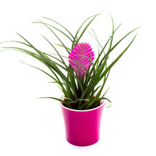 Pink Tillandsia In A Pot, House Plants Isolated On White, Flower Gift