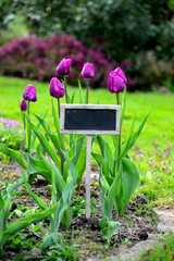 Canvas Print - Tulpen im Garten