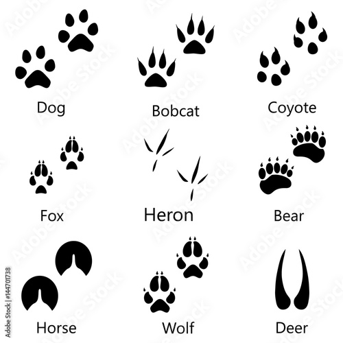 Animal Footprints Vector Buy This Stock Vector And Explore Similar Vectors At Adobe Stock Adobe Stock