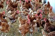 © Martin - Chickens in soil