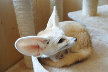 Fennec Fox Or Fennec (vulpes Zerda) Is A Small Nocturnal Fox Found In The Sahara Of North Africa. Their Large Ears, Which Are Likely The First Thing Most People Notice, Help Them Stay Cool.
