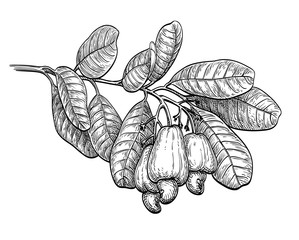 Canvas Print - ink sketch of cashew branch.