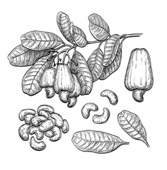 Canvas Print - cashew big set.