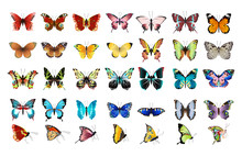 Beautiful Colorful Butterflies Set On White Background.