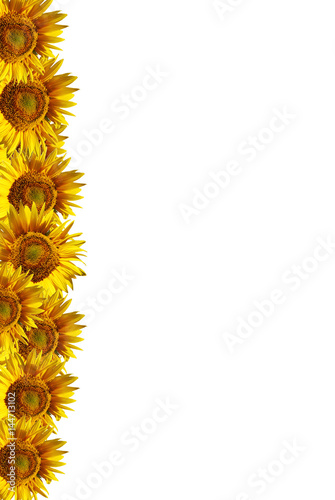 Girasoles Sobre Fondo Blanco Flores Fondo Para Escribir Texto Buy This Stock Photo And Explore Similar Images At Adobe Stock Adobe Stock
