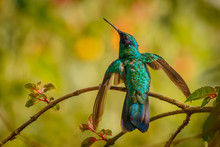 The Tiny Green Violet-ear Hummingbird In Colombia
