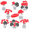 Blooming colorful geraniums in pots. Seamless vector pattern. Floral illustration on white background.