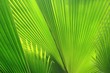 © pimonpim - beautiful palm leaves