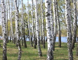Fototapeta Natura - Trunks of birch trees in forest / birches in sunlight in spring / birch trees in bright sunshine / birch trees with white bark / beautiful landscape with white birches