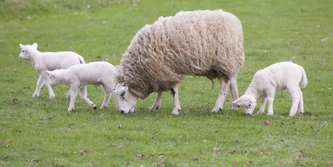 Wall Mural - sheep and lambs in spring landscape near veenendaal in the dutch province of utrecht