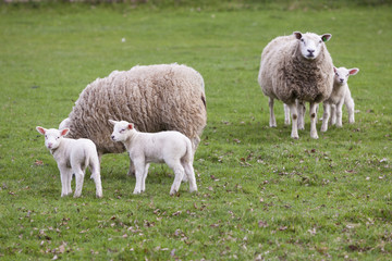 Wall Mural - sheep and lambs in spring landscape near veenendaal in the dutch province of utrecht