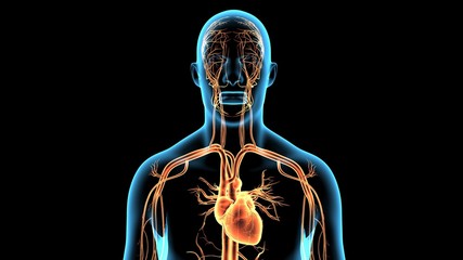 3d rendered anatomy illustration of a human body shape with heart and vascular system