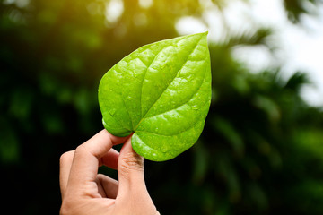 Green leaves of the plant in hand Natural background