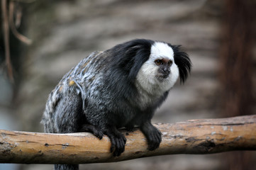 A cute of Common Marmoset or White - eared Marmoset.