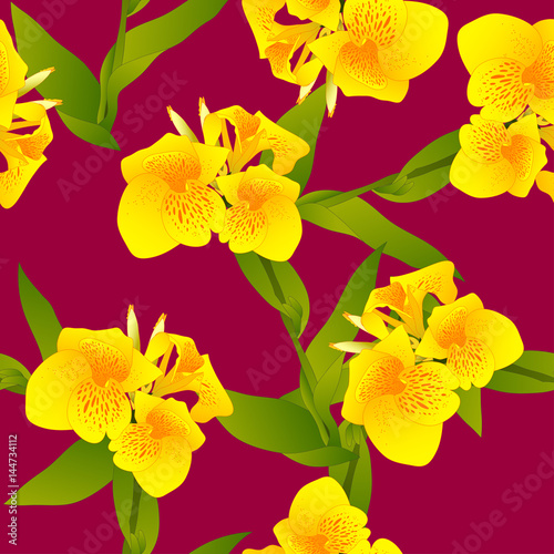 yellow-canna-indica-canna-lily-indian-shot-on-margenta