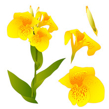 Yellow Canna Indica - Canna Lily, Indian Shot. Isolated On White Background. Vector Illustration