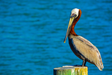 Wall Mural - A Brown Pelican (Pelecanus Occidentalis) resting after fishing.