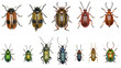 Set of Leaf-beetles of Europe  -  Chrysomelidae