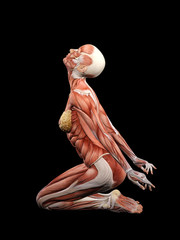 female muscle anatomy 3d illustration