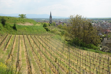 Sticker - Weinberge bei Ihringen