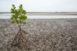 Wide angle view of a lone loop-root mangrove (Rhizophora mucronata) sapling planted on a salt marsh during a low tide, with cone roots exposed. Rayong, Thailand. Nature and conservation concept.