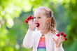 © famveldman - Child picking and eating raspberry in summer