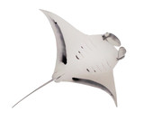 Fototapeta  - The Manta Ray - Manta Birostris is biggest a ray in world oceans. Sea life isolated on white background. 
