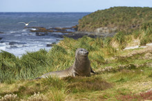 Southern Elephant Seal (Mirounga Leonina) In The Tussock Grass Above The Coast On Sealion Island In The Falkland Islands.