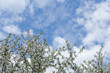 © MDC Digital Studio - White cherry flowers on a sunny day, with clear view of the sky.