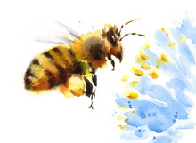 Watercolor Honey Bee Flying Over Blue Flower Hand Painted Summer Illustration Isolated On White Background