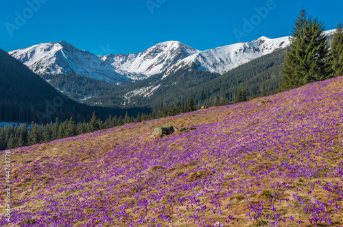 Obraz w ramie Tatra mountains, Poland, crocuses in Chocholowska valley, spring