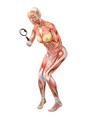 femal muscle anatomy searching with magnifying glass 3d illustration